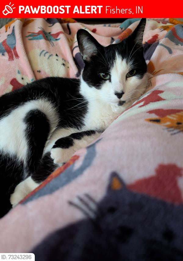 Lost Male Cat last seen 116th and Hague - Sunblest Farms Neighborhood, Fishers, IN 46038