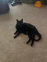 Lost Male Cat last seen Dawnhill and Robin Hill, Bartlett, TN 38135