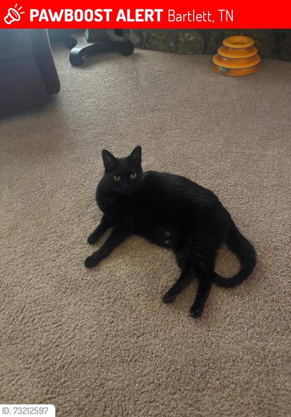 Lost Male Cat last seen Dawnhill and Robin Hill, Bartlett, TN 38135