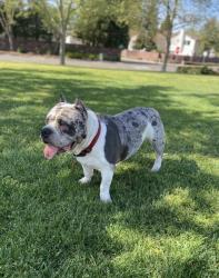 Reunited Male Dog last seen Strawberry Manor, Sacramento, CA, USA, Sacramento, CA 95838
