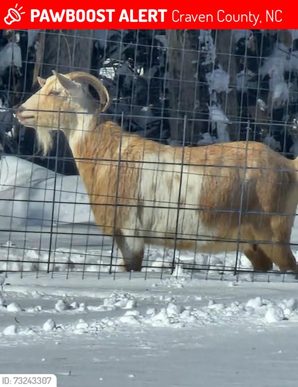 Lost Female Other last seen Cow pen landing / river rd, Craven County, NC 28586
