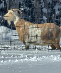 Lost Female Other last seen Cow pen landing / river rd, Craven County, NC 28586