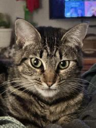 Reunited Female Cat last seen Sunrise, Vista, CA 92084