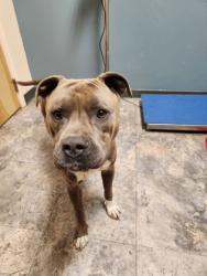 Shelter Stray Male Dog last seen Lolo Pass, Outside County Limits, ID, 5930 U.S. Hwy 93 S, Missoula, MT 59804, USA