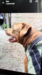 Lost Male Dog last seen Culebra and 38th street, San Antonio, TX 78228