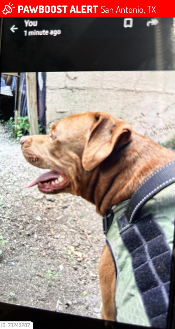 Lost Male Dog last seen Culebra and 38th street, San Antonio, TX 78228
