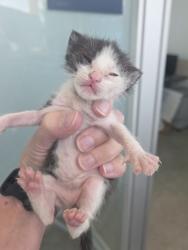 Shelter Stray Female Cat last seen Near Hunters Crossing, South District, TX, 355 Hillshire Dr, Haslet, TX 76052, USA