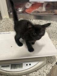 Shelter Stray Male Cat last seen Cascade Place Townhomes, Atlanta, GA, 1251 Fulton Industrial Blvd NW, Atlanta, GA 30336, USA
