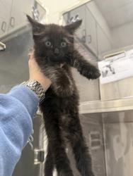 Shelter Stray Male Cat last seen Cascade Place Townhomes, Atlanta, GA, 1251 Fulton Industrial Blvd NW, Atlanta, GA 30336, USA