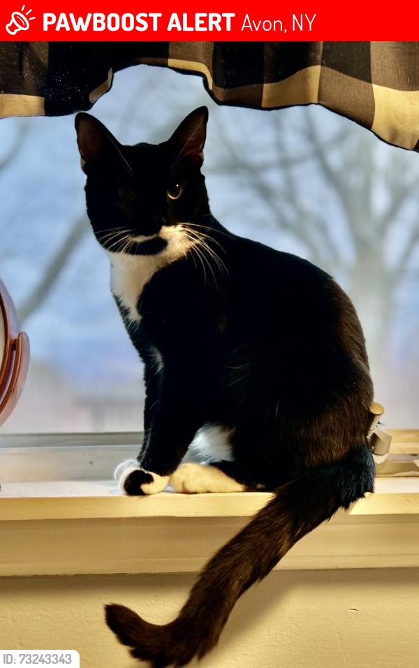 Lost Male Cat last seen Bronson hill road, Avon, NY 14414