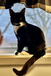 Lost Male Cat last seen Bronson hill road, Avon, NY 14414
