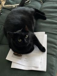 Lost Female Cat last seen Colima and Broadway Whittier, California, Whittier, CA 90604