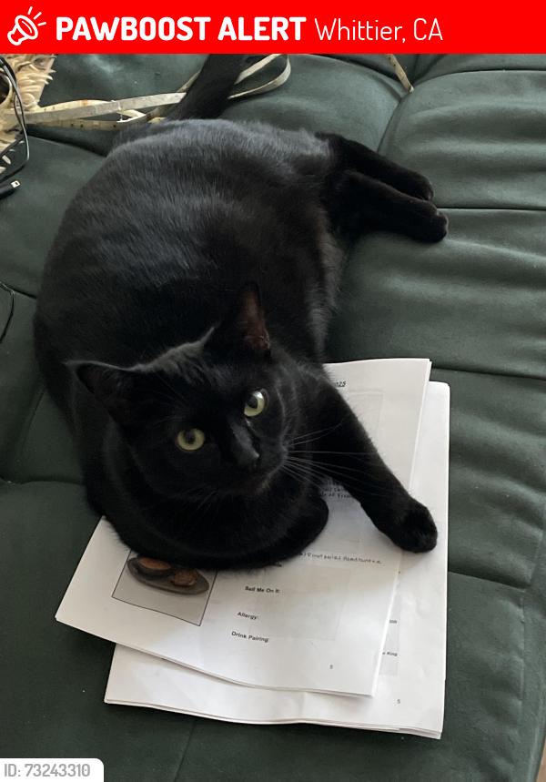 Lost Female Cat last seen Colima and Broadway Whittier, California, Whittier, CA 90604