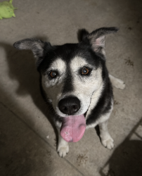 Reunited Female Dog last seen coyote hills in Fullerton CA, Fullerton, CA 92833