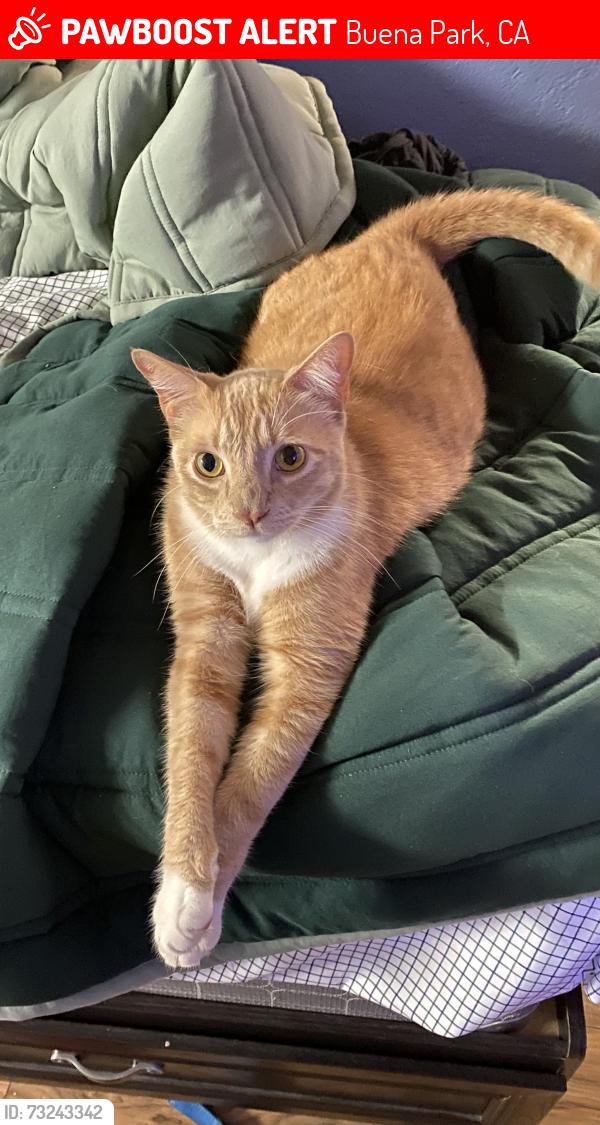 Lost Male Cat last seen Via Sola Cir, Buena Park, CA 90620