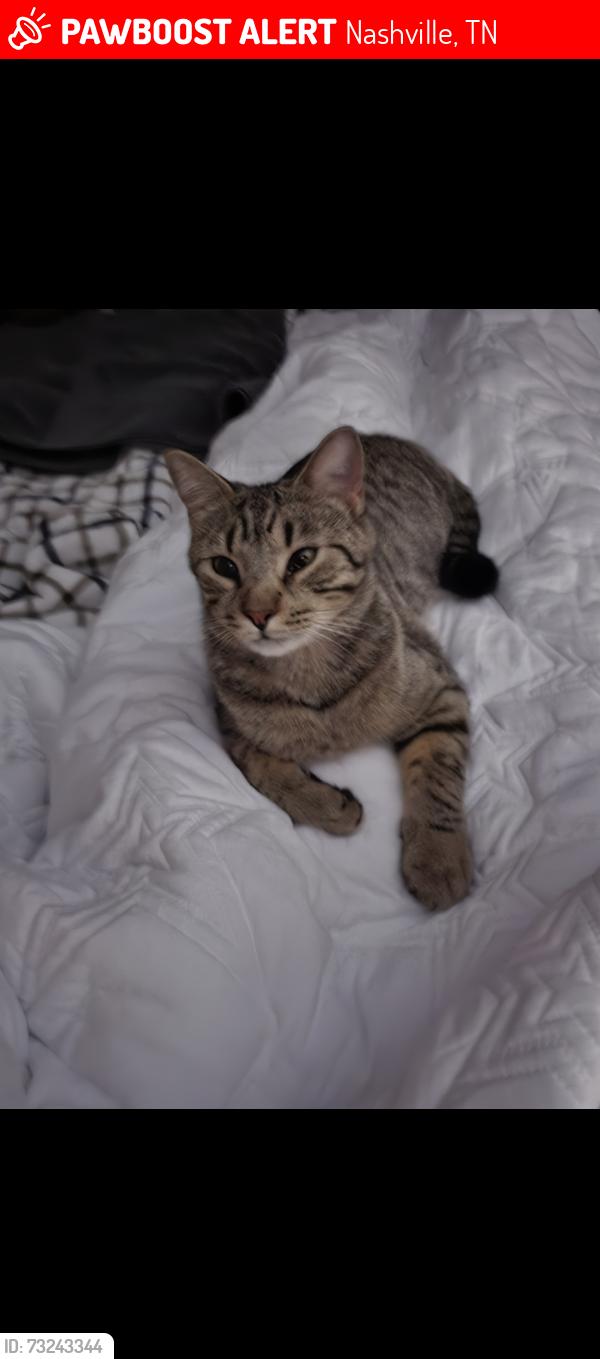 Lost Male Cat last seen Bonnahill Drive and Bonnawell, Nashville, TN 37076