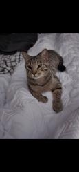 Lost Male Cat last seen Bonnahill Drive and Bonnawell, Nashville, TN 37076