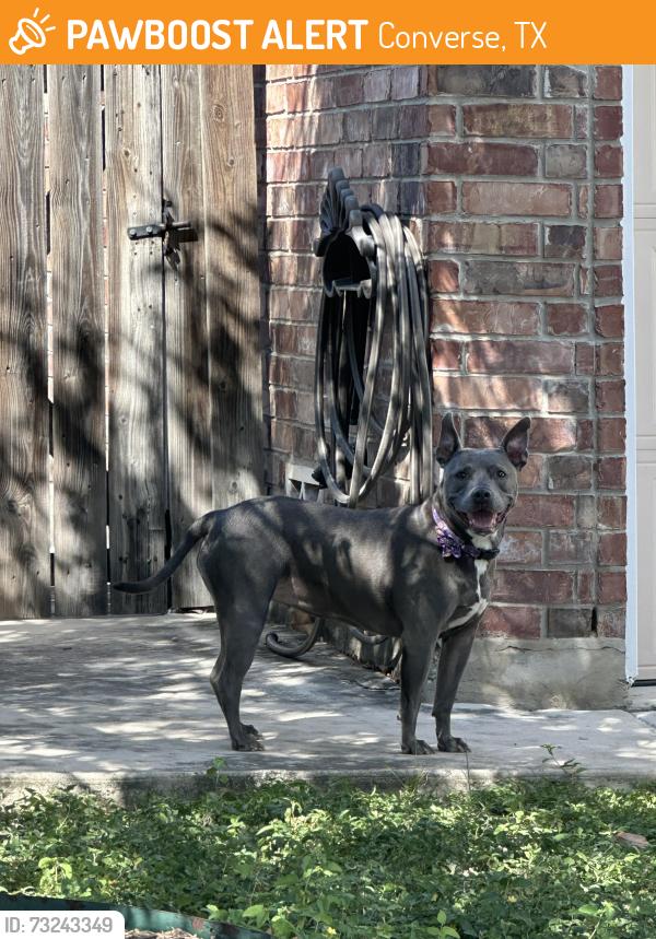 Found/Stray Unknown Dog last seen Lone Shadow Trail and n Rolling Creek Converse, Converse, TX 78109