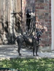 Found/Stray Unknown Dog last seen Lone Shadow Trail and n Rolling Creek Converse, Converse, TX 78109