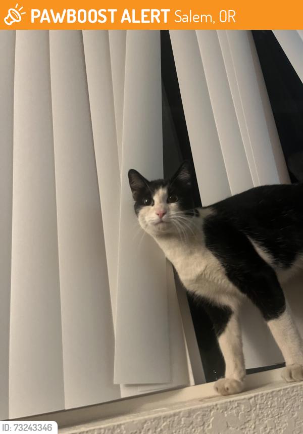 Found/Stray Female Cat last seen Liberty Rd S & Browning Ave S, Salem, OR 97306