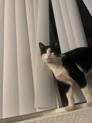 Found/Stray Female Cat last seen Liberty Rd S & Browning Ave S, Salem, OR 97306