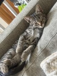 Reunited Male Cat last seen Furlong Way, Antioch, CA 94531