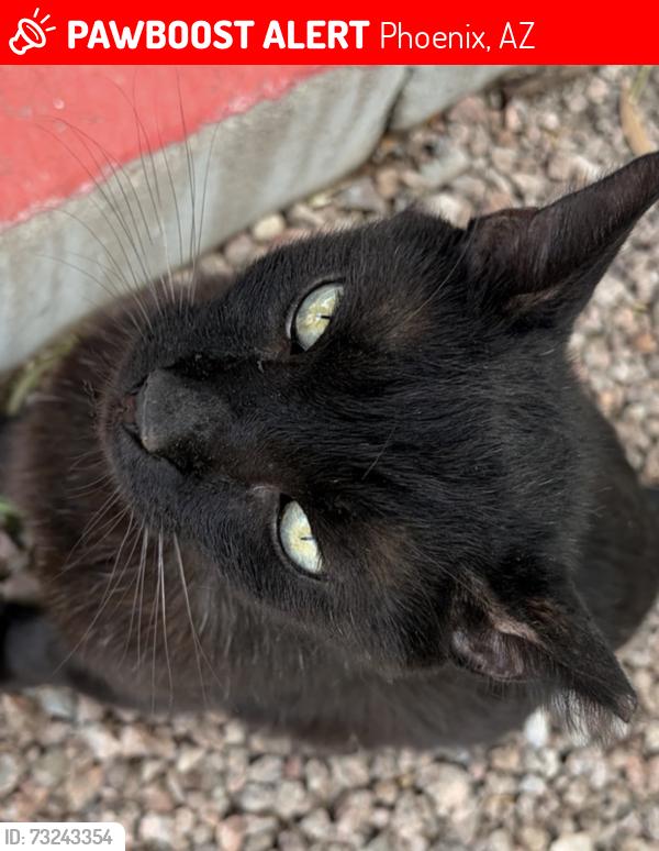 Lost Unknown Cat last seen W Colter St & 17th Ave, Phoenix, AZ 85015