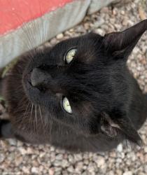Lost Unknown Cat last seen W Colter St & 17th Ave, Phoenix, AZ 85015