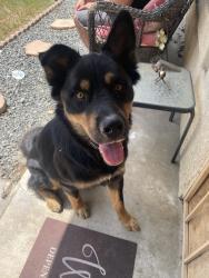 Reunited Male Dog last seen Shandin Hills, neighborhood behind stater bros on Kendall, San Bernardino, CA 92407