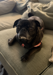 Reunited Female Dog last seen 180th & Bothell-Everett Highway, Mill Creek, WA 98012