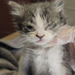 Shelter Stray Female Cat last seen Jefferson Street, OAKLAND, CA, 94612, 8323 Baldwin St, Oakland, CA 94621, USA