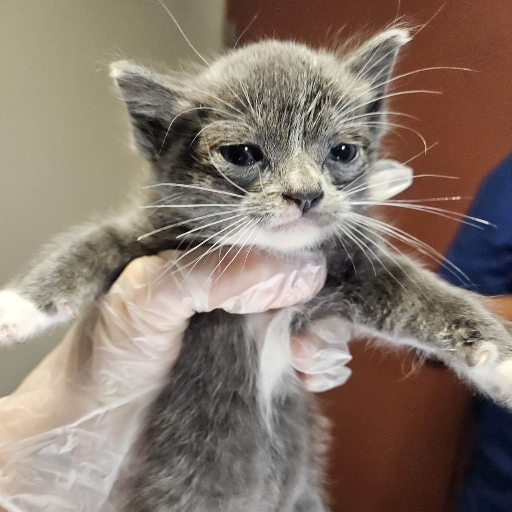 Shelter Stray Female Cat last seen Jefferson Street, OAKLAND, CA, 94612, 8323 Baldwin St, Oakland, CA 94621, USA
