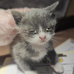 Shelter Stray Male Cat last seen Jefferson Street, OAKLAND, CA, 94612, 8323 Baldwin St, Oakland, CA 94621, USA