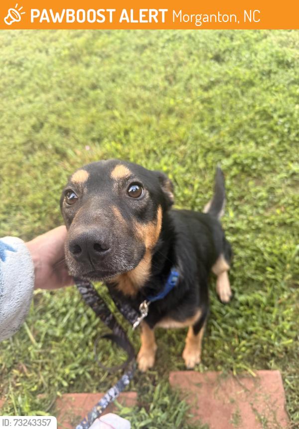 Found/Stray Male Dog last seen Roger hill road and hwy 18, Morganton, NC 28655