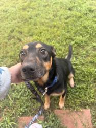 Found/Stray Male Dog last seen Roger hill road and hwy 18, Morganton, NC 28655