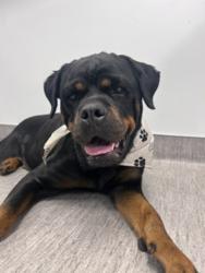 Shelter Stray Female Dog last seen Near Woodpark Drive, Santee, CA, 92071, 5500 Gaines St, San Diego, CA 92110, USA