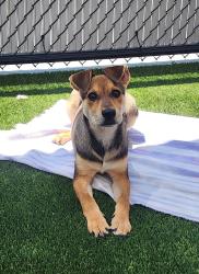 Shelter Stray Female Dog last seen Near Imperial Avenue, San Diego, CA, 92113, 5500 Gaines St, San Diego, CA 92110, USA
