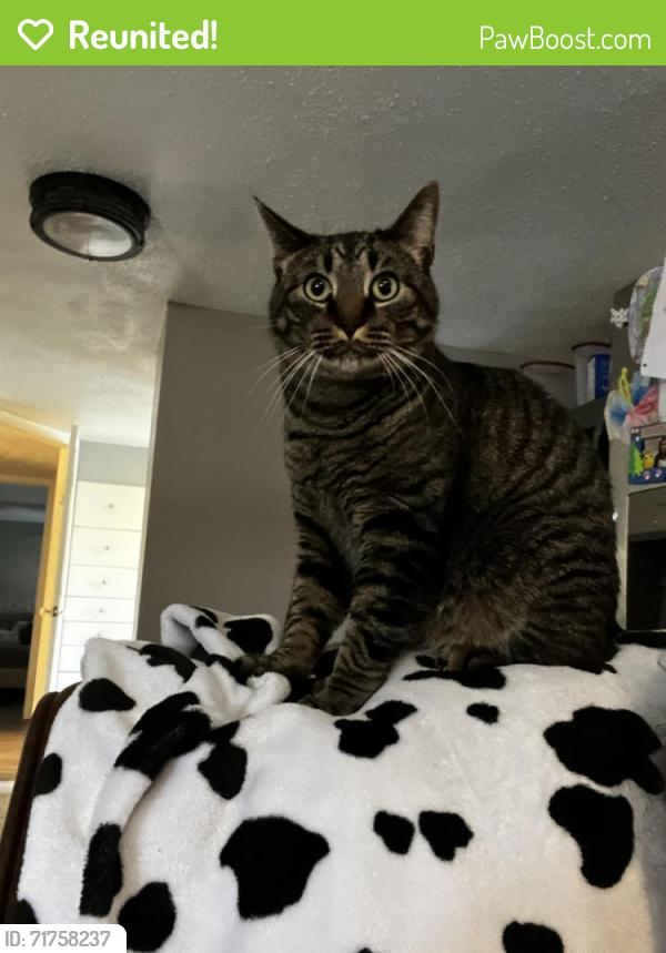 Reunited Male Cat last seen Heritage ests, Black Hawk, SD 57718