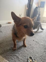 Reunited Unknown Dog last seen SE 269th St, Kent WA 98030, Kent, WA 98030