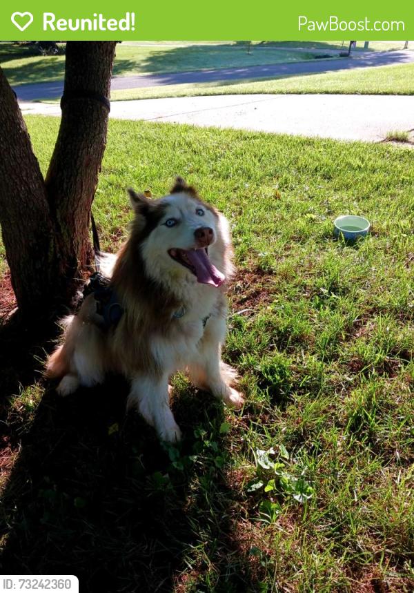 Reunited Male Dog last seen Blume road and Beachtree, Mooresville, NC 28117