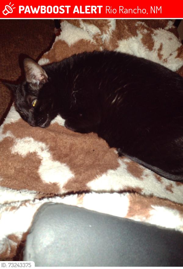 Lost Female Cat last seen Northern Bolivard, Rio Rancho, NM 87144