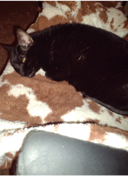 Lost Female Cat last seen Northern Bolivard, Rio Rancho, NM 87144