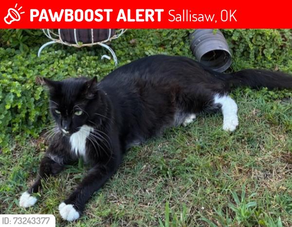 Lost Male Cat last seen Brown and Ridge Dr Sallisaw, Sallisaw, OK 74955