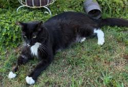 Lost Male Cat last seen Brown and Ridge Dr Sallisaw, Sallisaw, OK 74955