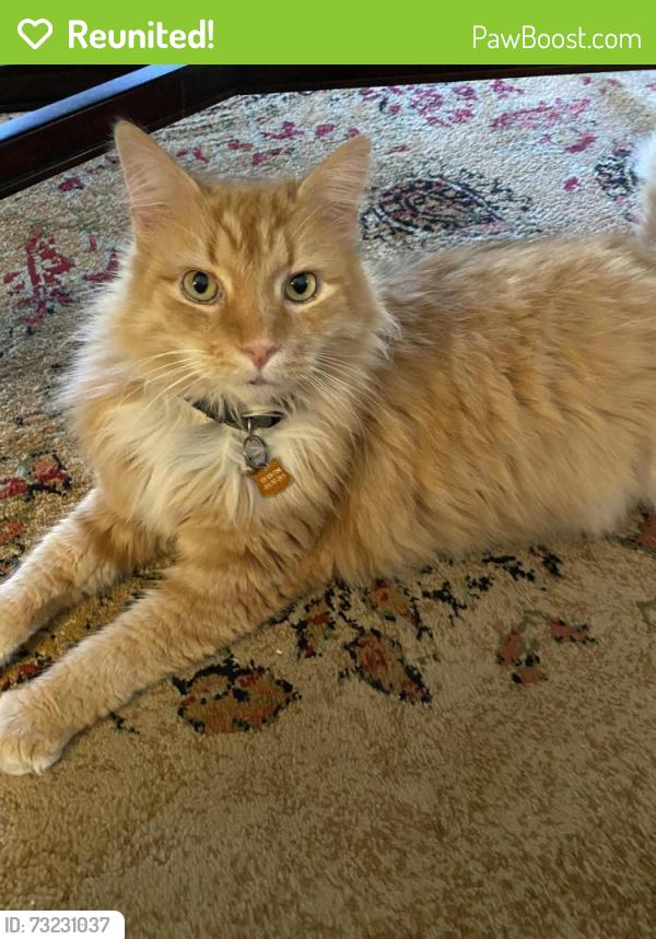 Reunited Male Cat last seen Downing Ridge Court, Greensboro, NC 27407