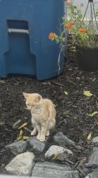 Lost Female Cat last seen Davie County Performing Arts Center/ the Brock gym, Mocksville, NC 27028