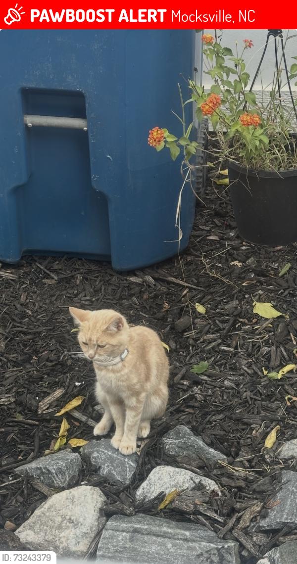 Lost Female Cat last seen Davie County Performing Arts Center/ the Brock gym, Mocksville, NC 27028