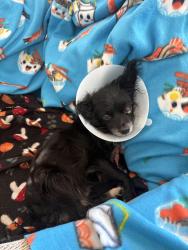Found/Stray Male Dog last seen Near E Sahara Ave, Las Vegas, NV 89104, Las Vegas, NV 89104