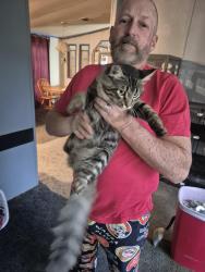 Lost Unknown Cat last seen 64th street ocala florida 34481, Marion County, FL 34481
