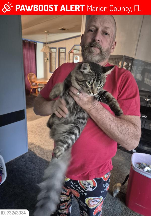 Lost Unknown Cat last seen 64th street ocala florida 34481, Marion County, FL 34481